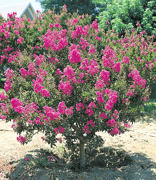 Der Flieder des Südens lässt seine pinken Blüten in einem sonnigen Garten erstrahlen.