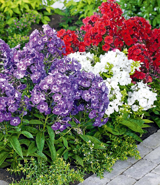 Super-Duft-Phlox-Kollektion