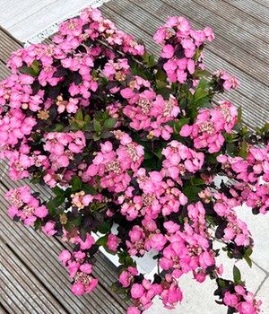 Zwerg-Hortensie 'Daredevil'