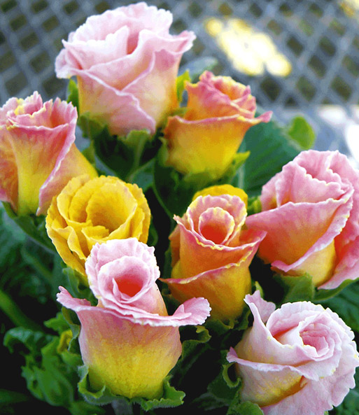 Rosen-Primula 'Orange-rosé'