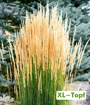 Reitgras 'Karl Förster' im 14 cm XL-Topf