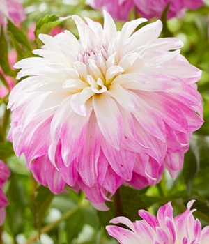 Dahlie 'Pink Petticoat'