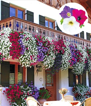 Hänge-Petunien 'AlpeTunia®' Mix