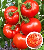 Strauch- und Stab-Tomaten Kollektion