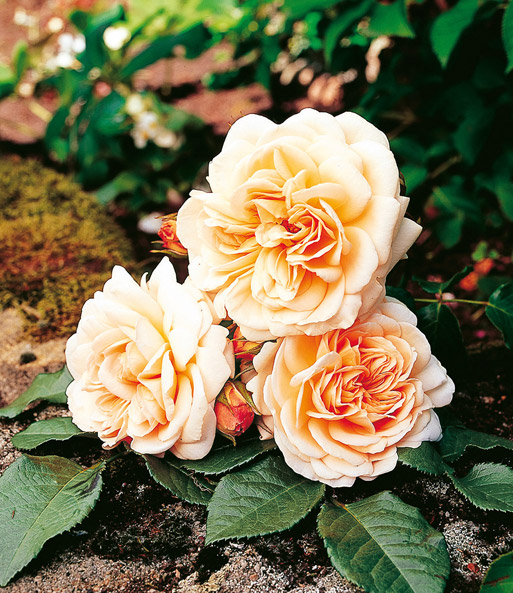 Rose der Liebe 'Jardins de l´ Essonne®'