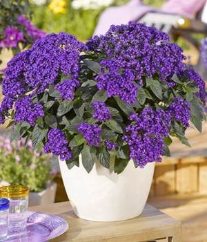 Duft Honig-Vanilleblume 'Honey Blue®'