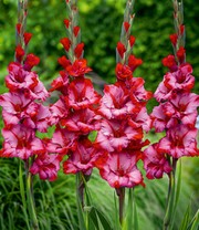 Gladiole 'Teds Trump'