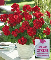 Geranie 'Xtreme Night®'