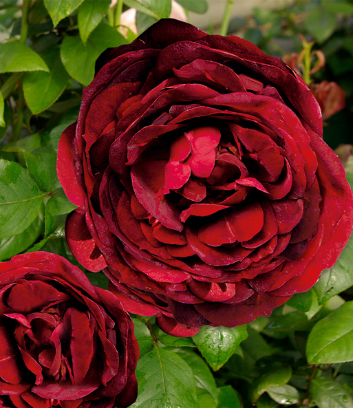 Rose 'Noir de Malicorne®'