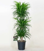 Dracena reflexa '3 Etagen' ca. 120-130 cm hoch