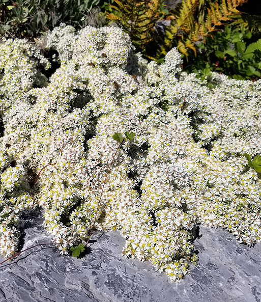 Steinaster 'Snowflurry'