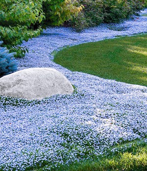 Isotoma 'Blue Foot®'