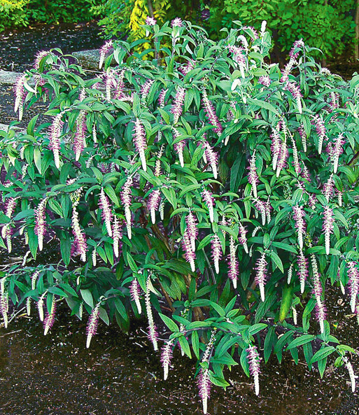 Tränende Buddleia