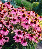 Winterhartes Staudenbeet 'Dauerblüher'