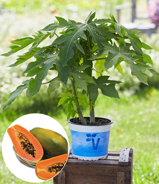 Eine Frucht der Papaya „Sunnybees“ wurde halbiert und zeigt ihr saftig, orangenes Fruchtfleisch.