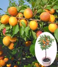 Aprikose 'Compacta Super Compact®'