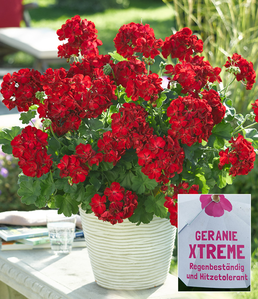 Die Geranie „Xtreme Night“ ist einen Topf gepflanzt dazu der Text: „GERANIE XTREME – Regenbeständig und Hitzetolerant“.