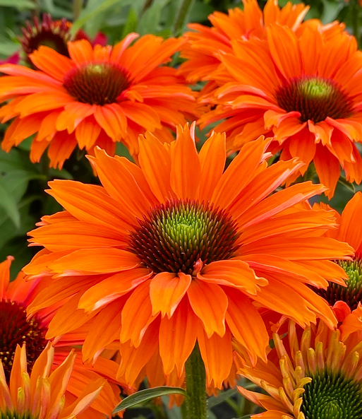 Echinacea 'SunSeekers® Mineola'
