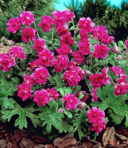 Winterharte Geranie 'Rote Burcs Double®'