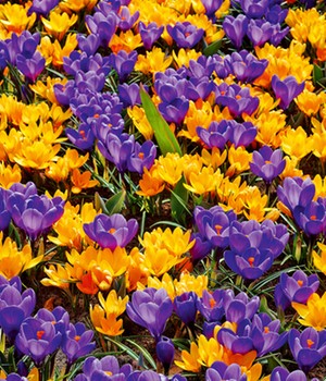 Krokus-Mix 'Blau-gelb'