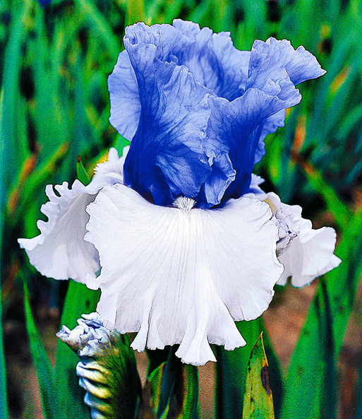 Iris 'Victoria Falls'