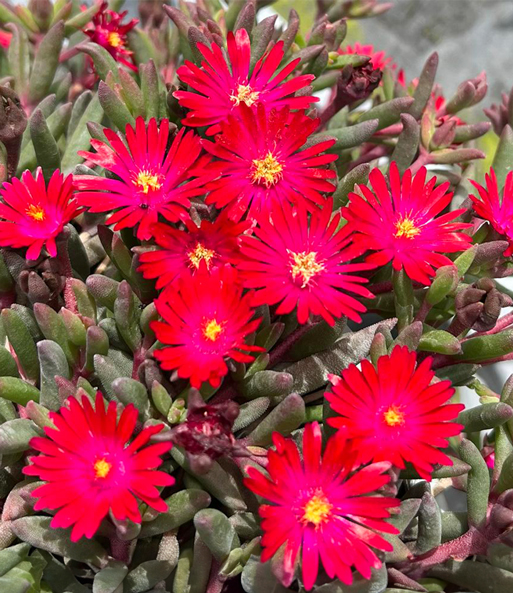 Delosperma 'Desert Dancers® Red'