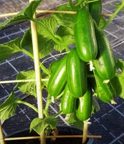 Die kleine Gurkenfabrik® 'Cucko®'