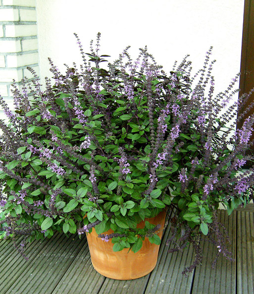 Bio Garten Basilikum 1a Pflanzen Kaufen Baldur Garten