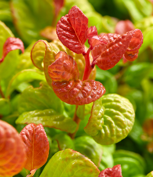 Traubenheide 'Curly Gold®'