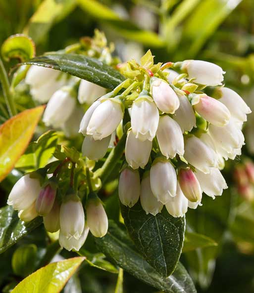 Nahaufnahme der kleinen weißen Blüten der Heidelbeer-Hecke „BERRYBUX“. Die Blütenöffnung zeigt nach unten.