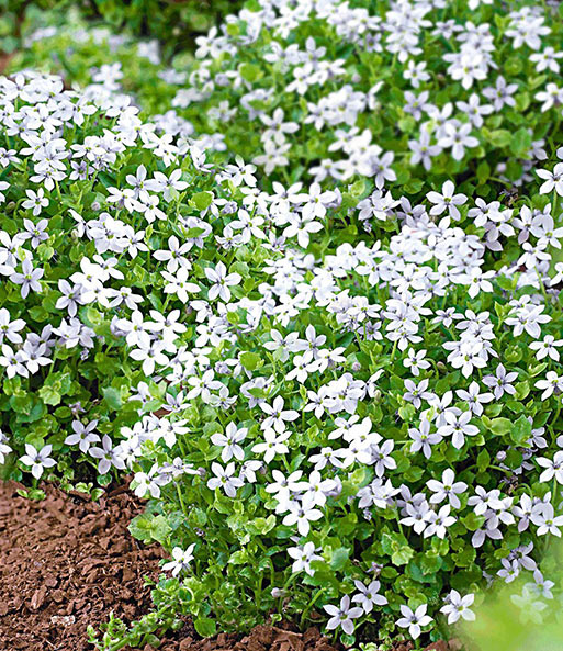 Winterhartes Staudenbeet 'Eleganz in Weiß'