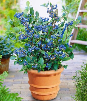 Topf-Heidelbeere 'Blue Parfait'