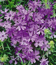 3er Phlox-Mix 'Flowers of the Sea'