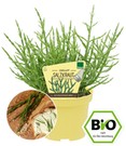 BIO Salzkraut