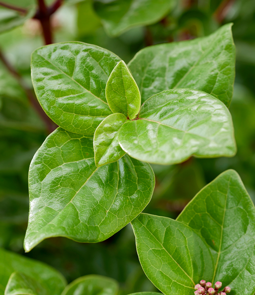 Viburnum 'Rock 'n Rolla®'