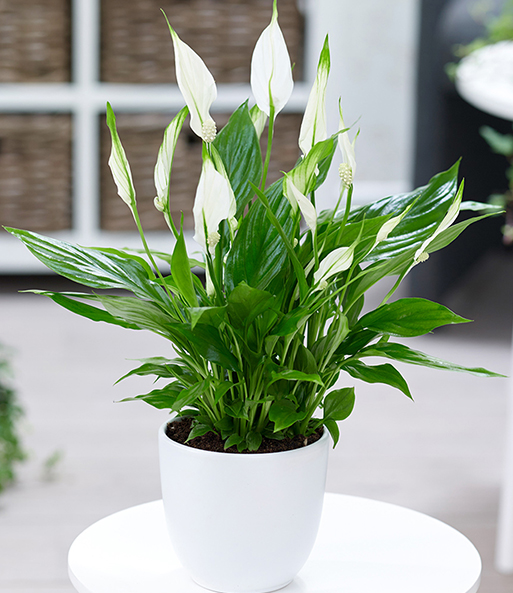 Spathiphyllum