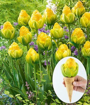 Tulpe 'Double Late Vanilla Coup'