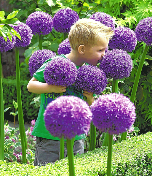 Allium 'Globemaster'