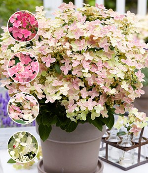 Hortensie 'Switch® Ophelia'
