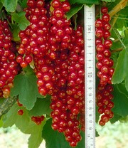 Johannisbeere 'Rote Rovada®'