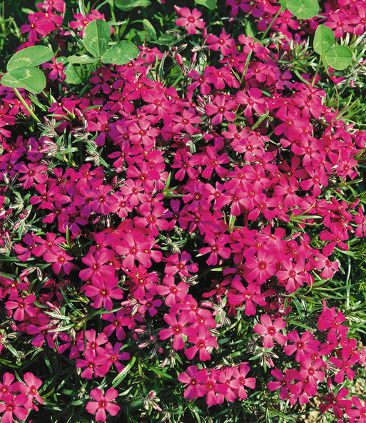 Phlox-Mix 'Flowers of the Sea'