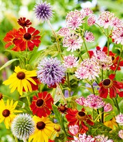 Stauden-Mix 'Flower Power'
