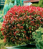 Photinia-Hecke 'Red Robin' 50 Pflanzen