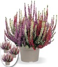 3er-Set Calluna Knospenheide 'Gardengirls®' Tricolor, je im 12 cm-Topf