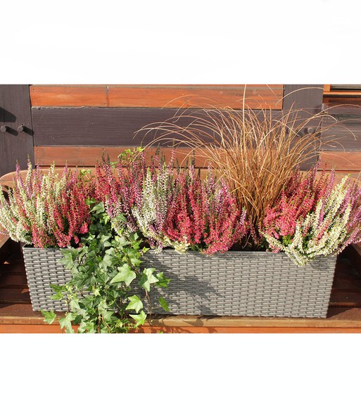 Calluna Knospenheide 'Gardengirls®' Tricolor, 12 cm-Topf