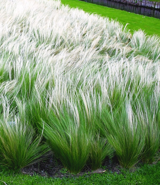 Federgras (Stipa)