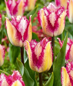 Crispa-Tulpe 'Yasmine'