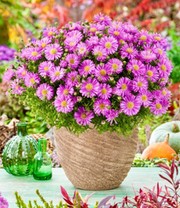 Herbstaster-Kollektion 'Alpha®', je im 12 cm-Topf