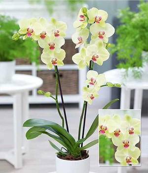 Orchideen Als Zimmerpflanzen Online Kaufen Baldur Garten
