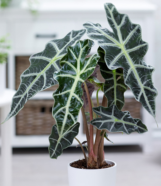 Alocasia Polly